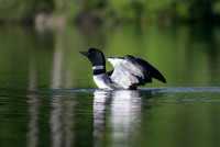 Common Loon