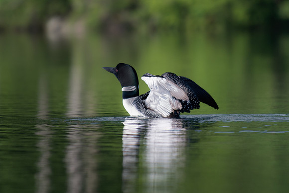 Common Loon