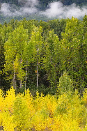 Aspen Trees, Montana, Clouds