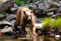 Brown bear, Yosemite,