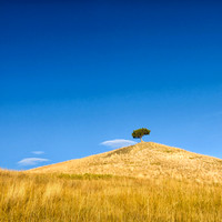 Rocky Mountain Front, Lone Tree, Blue Sky