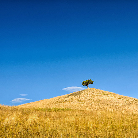 Rocky Mountain Front, Lone Tree, Blue Sky