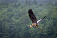 Blue Heron in Flight