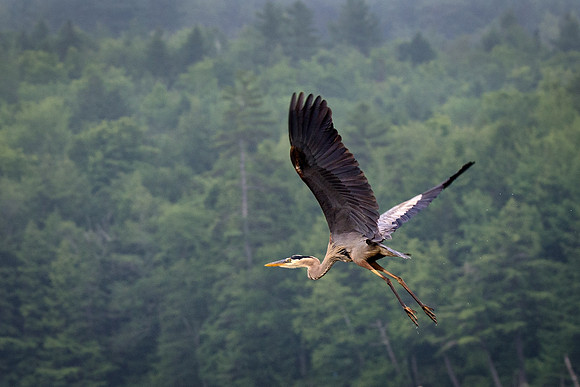 Blue Heron in Flight