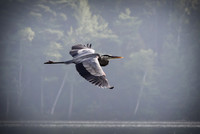 Blue Heron