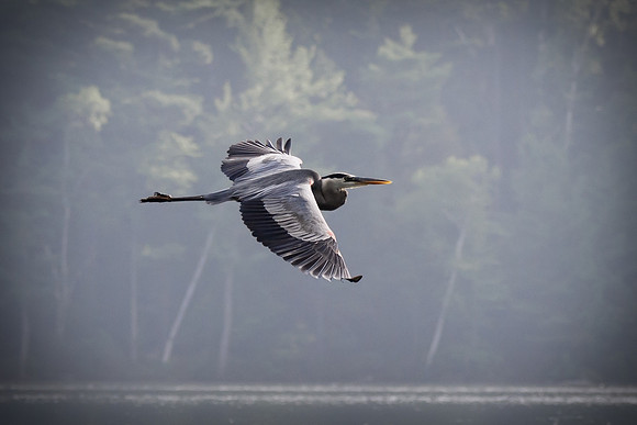 Blue Heron