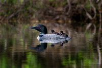 Baby Loons, Loons, New Hampshire, Pond