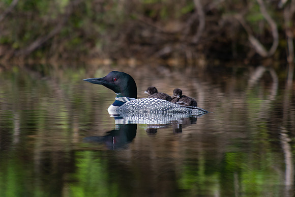 Baby Loons, Loons, New Hampshire, Pond