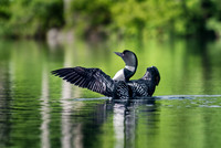 Adult Loon