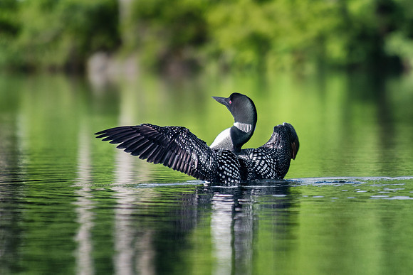 Adult Loon